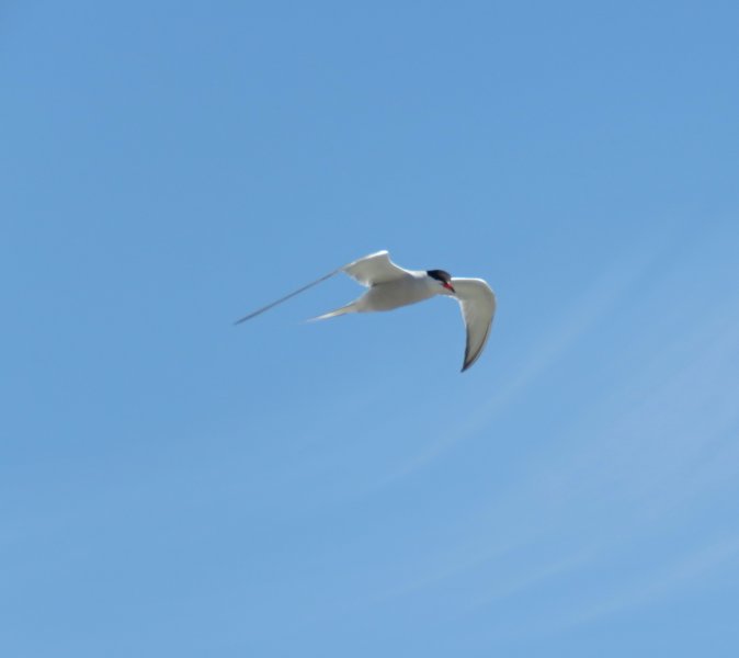 tern 2.JPG