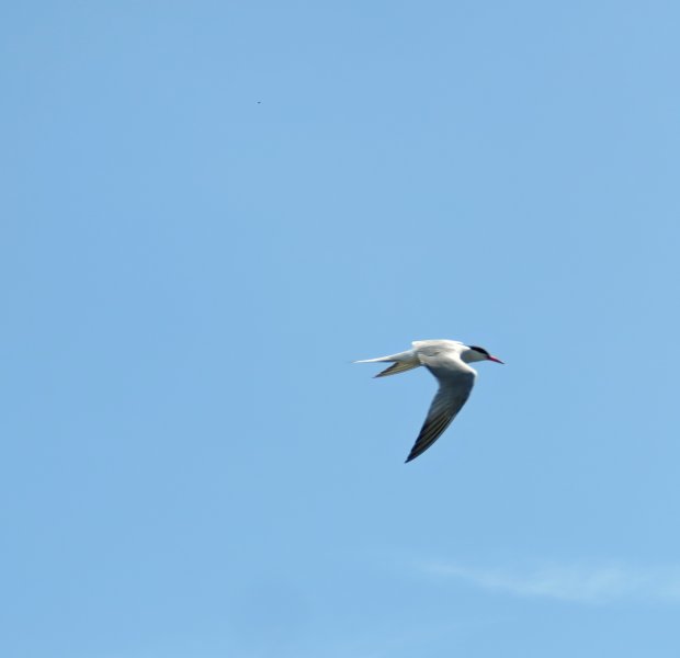 tern 3.JPG