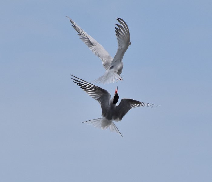 Tern fight 2.JPG