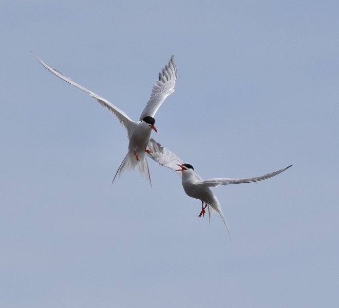 Tern fight.jpg