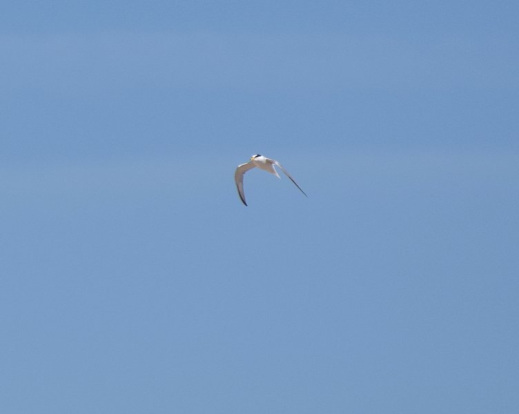 ternLittle Tern 01.JPG