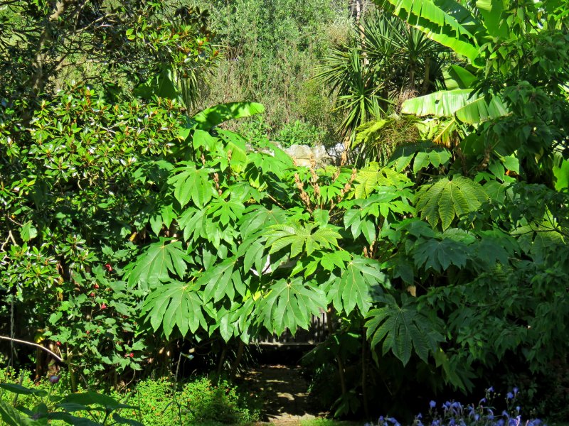TETRAPANAX PAP.JPG