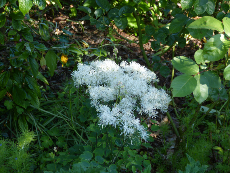 Thaliactrum aquilegifolium.JPG