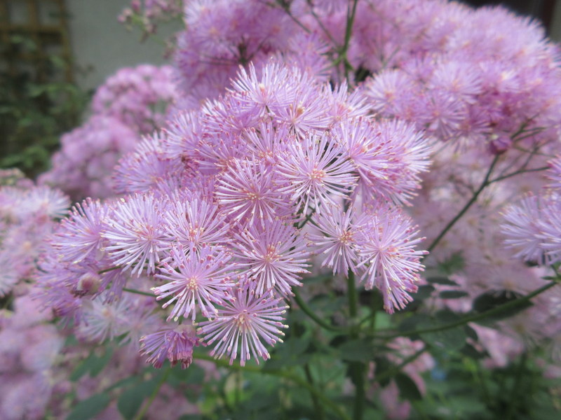THALICTRUM  AQUILEGIIFOLIUM 02-06-2018 12-15-46.JPG