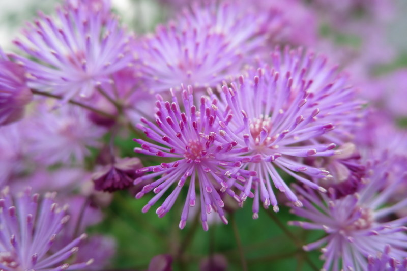 THALICTRUM  AQUILEGIIFOLIUM 28-05-2016 14-39-36.JPG