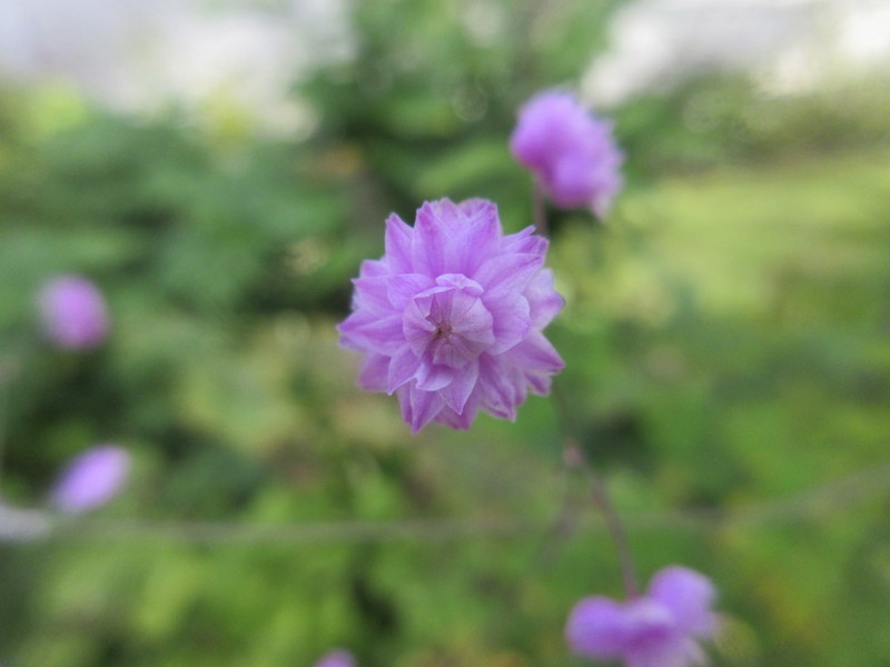 THALICTRUM  DELAVAYI  HEWITTS  DOUBLE 16-08-2021 17-20-52.JPG