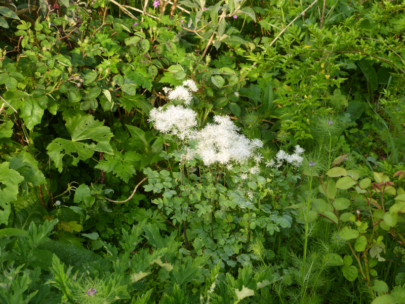 Thalictrum Meadow Rue.JPG