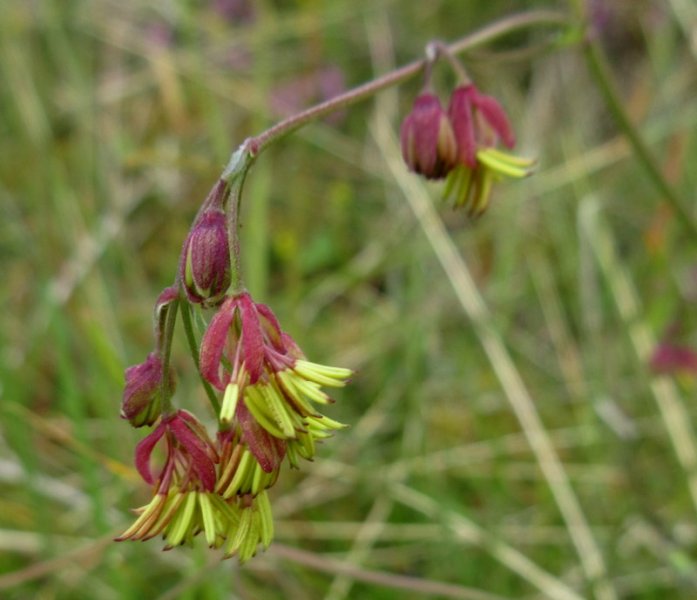 THALICTRUM  MINUS  LESSER  MEADOW  RUE 02-07-2024 15-33-22.JPG