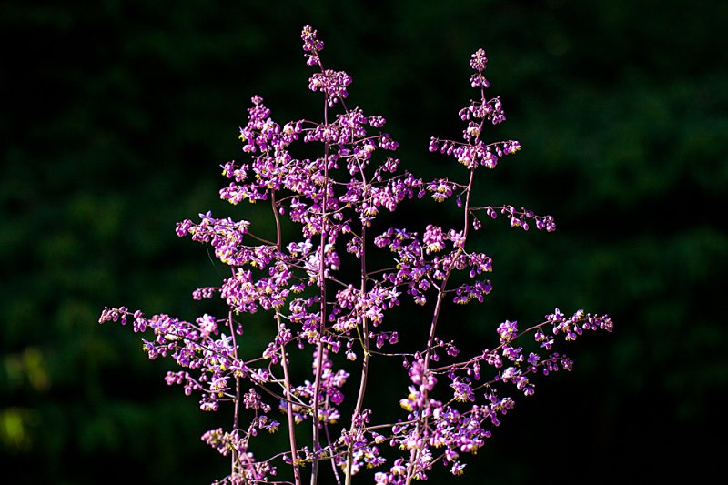 Thalictrum-pink-flowerheads.jpg
