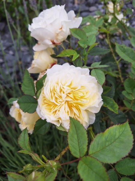 The County Parson.jpg