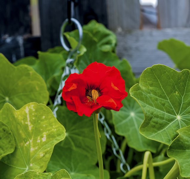 The first of my Nasturtiums 16-6-22.jpg