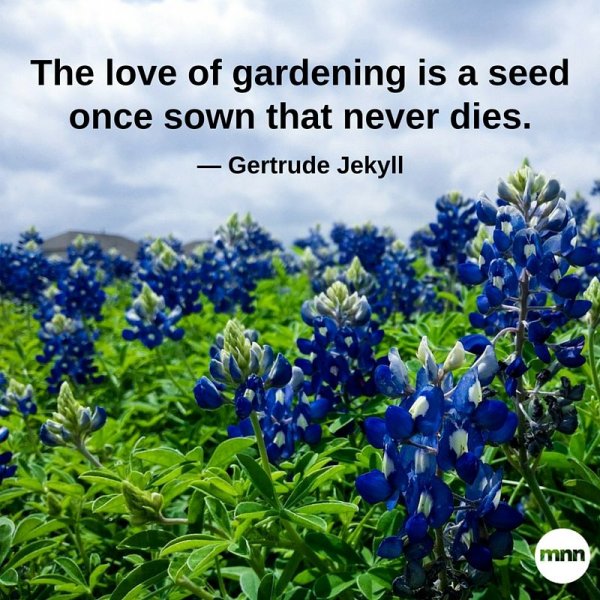 The love of gardening is a seed once sown that never dies..jpg.838x0_q80.jpg