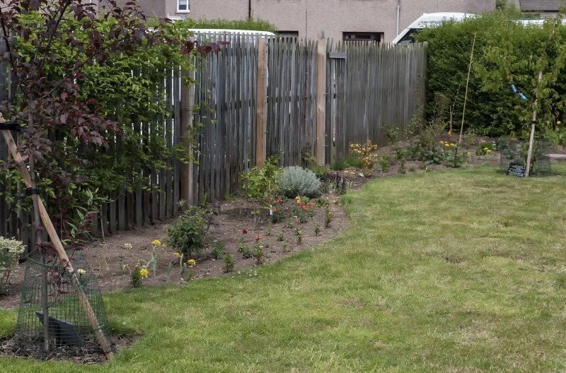 The shrubbery 24-6-22.jpg