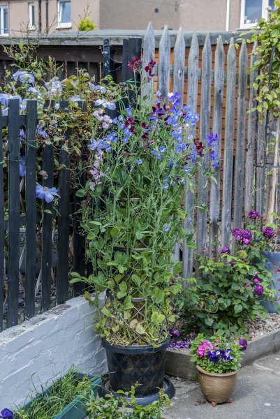 The Sweet Pea pyramid 24-6-22.jpg
