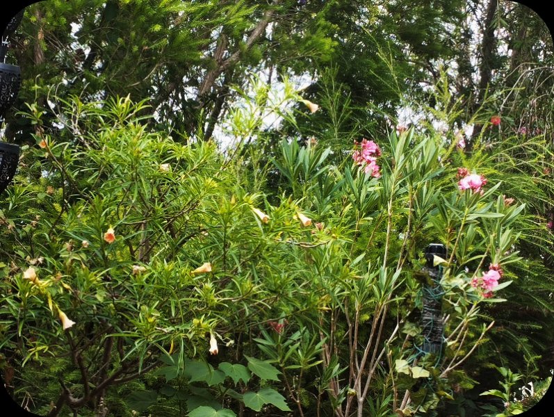 Thevetia 18 Jun 25.jpg