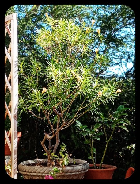 Thevetia 21 Aug 22.jpg