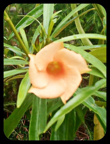 Thevetia Bloom 15 Jun(1).jpg
