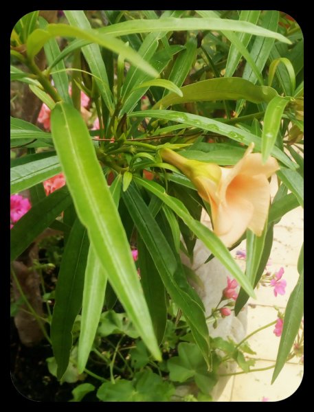 Thevetia Bloom2 15 Jun.jpg