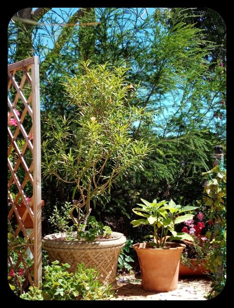 Thevetia & Brug 7 Jun 22.jpg