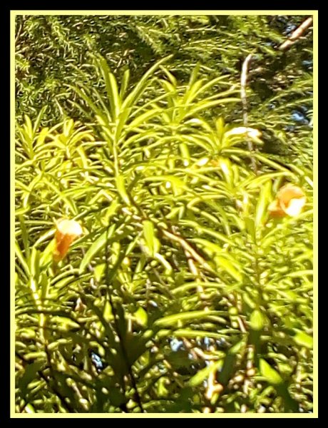 Thevetia peru 16 Aug.jpg