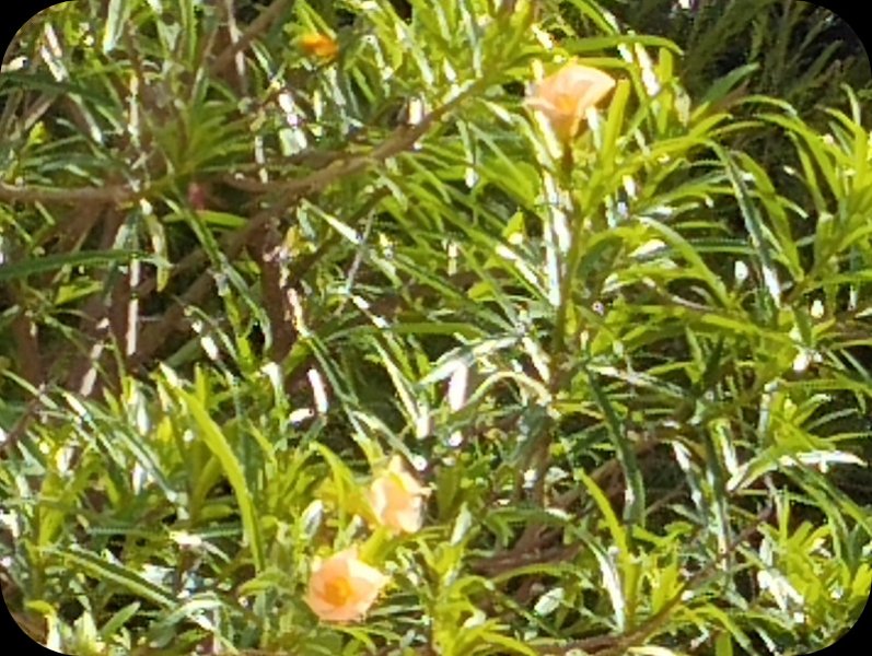 Thevetia peruviana 7 May 25.jpg