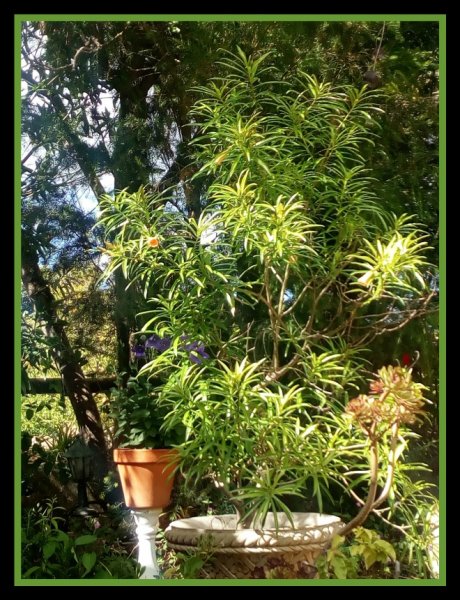 Thevetia & Platycodon 12 Jun.jpg