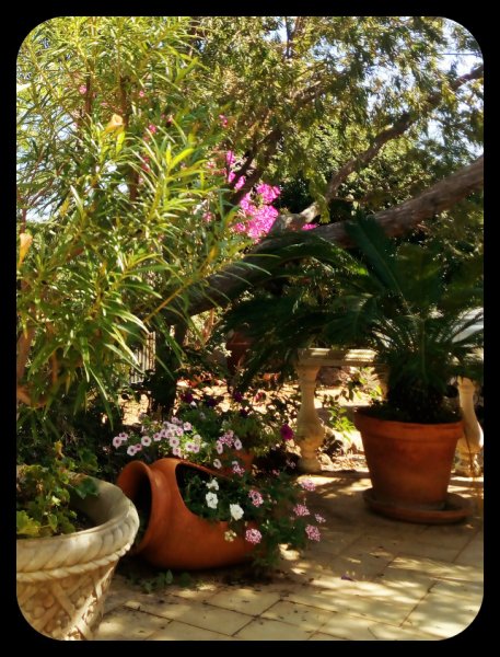 Thevetia Pois 17 Sep.jpg