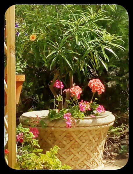 Thevetia Pot 15 Jun.jpg