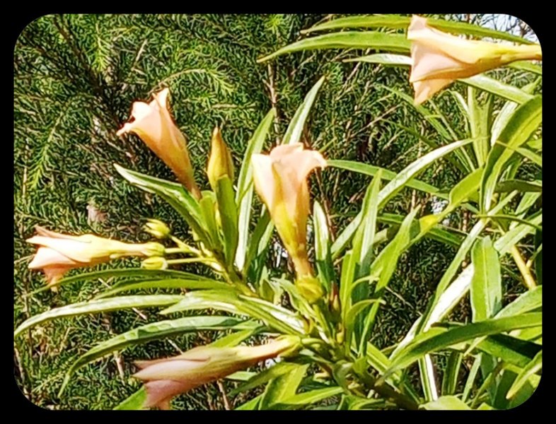 Thevetia1 22 Jul.jpg