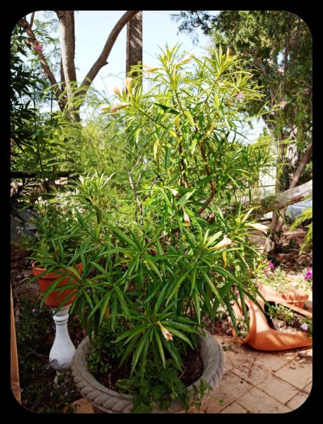 Thevetia2 22 Jul(1).jpg