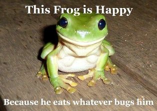 this_frog_is_happy_because_he_eats_whatever_bugs_him__2013-07-02.jpg