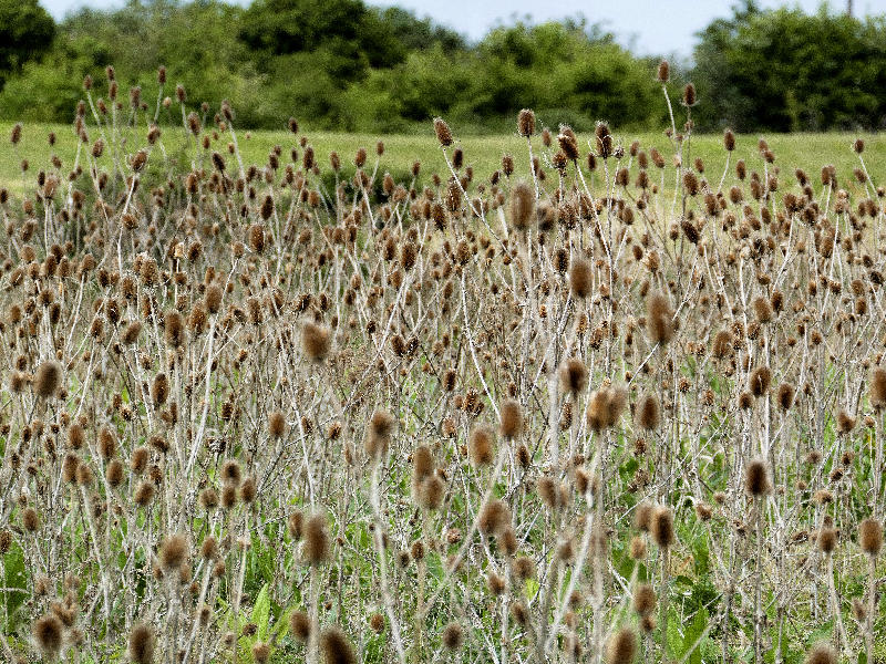 Thistles P - Copy.jpg