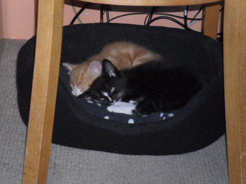 Thor and Aslan (6).JPG