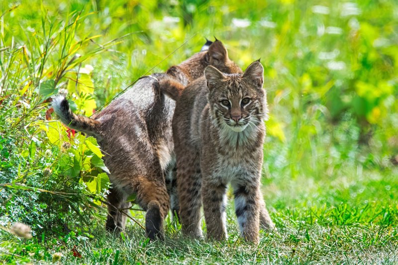 Three Little Kittens.jpg