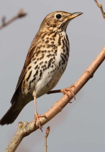 thrush.JPG