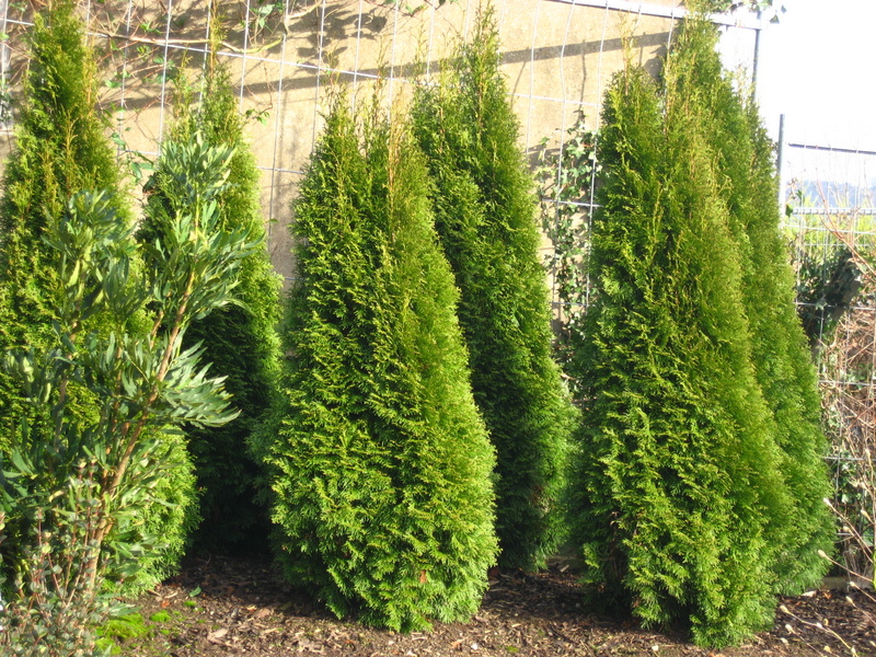 THUJA  OCCIDENTALIS  SMARAGD 01-02-2008 14-46-43.JPG