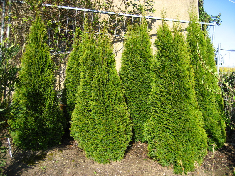 THUJA  OCCIDENTALIS  SMARAGD 23-04-2008 17-54-20.JPG