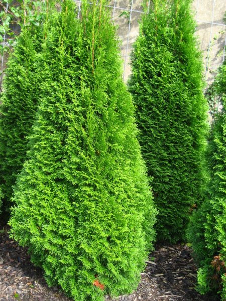 THUJA  OCCIDENTALIS  SMARAGD 24-09-2007 14-30-43.JPG