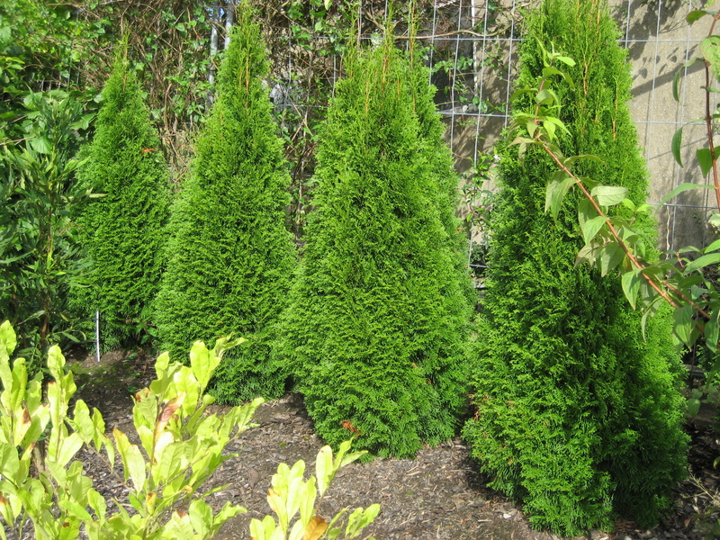 THUJA  OCCIDENTALIS  SMARAGD 24-09-2007 14-31-11.JPG