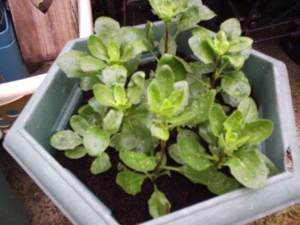 thumbnail_Pinch out 1.jpg