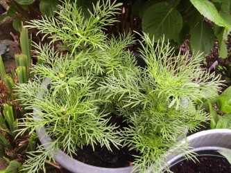 thumbnail_pinch out 2.jpg