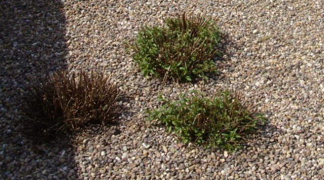 thumbnail_SDC14516 (2).jpg