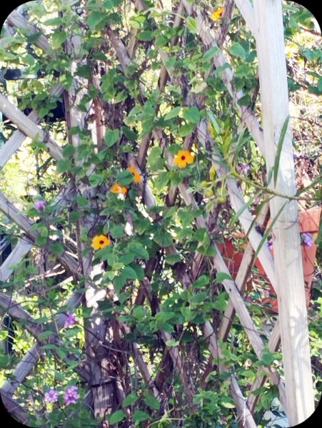 Thunbergia 2v 28 Nov 25.jpg