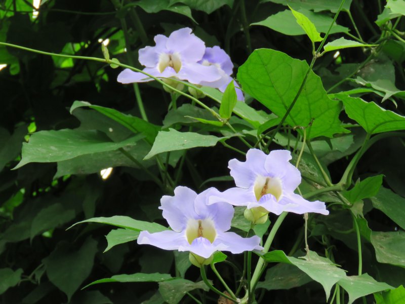 Thunbergia laurifolia.JPG