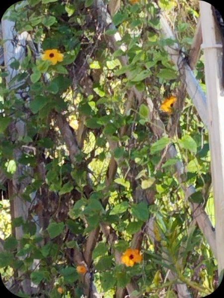 Thunbergia1 28 Nov 25.jpg