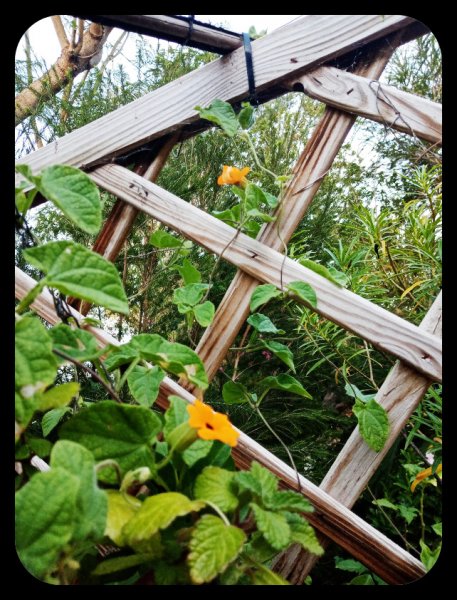 Thunbergia2 6 Oct 22.jpg