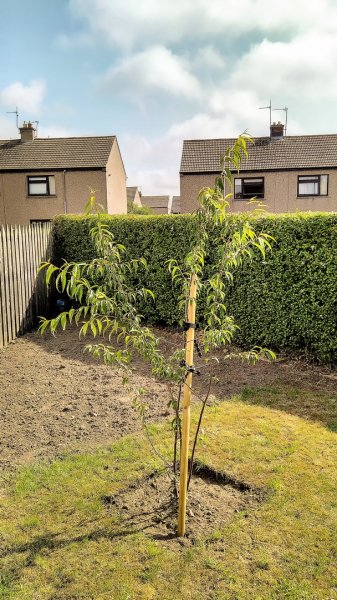 Tibetan Cherry 19-7-21.jpg