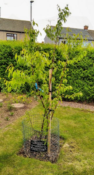 Tibetan Cherry 2-6-22.jpg