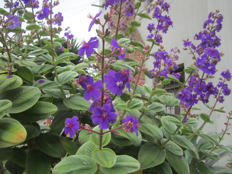 TIBOUCHINA  GRANDIFLORA 05-02-2012 10-19-05.JPG