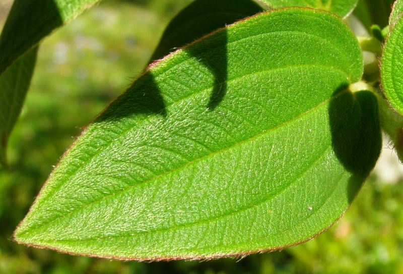 TIBOUCHINA  URVILLEANA. 29-03-2010 11-09-031.JPG